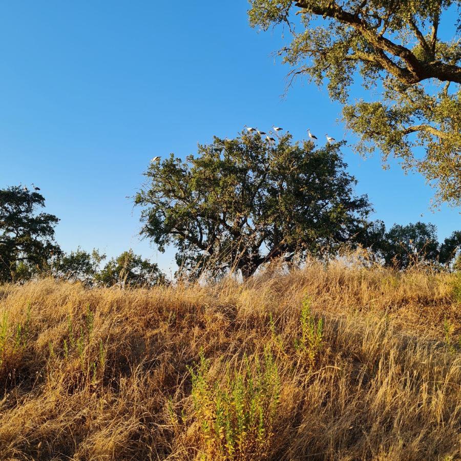 הוילה Casa Magana Em Grândola מראה חיצוני תמונה